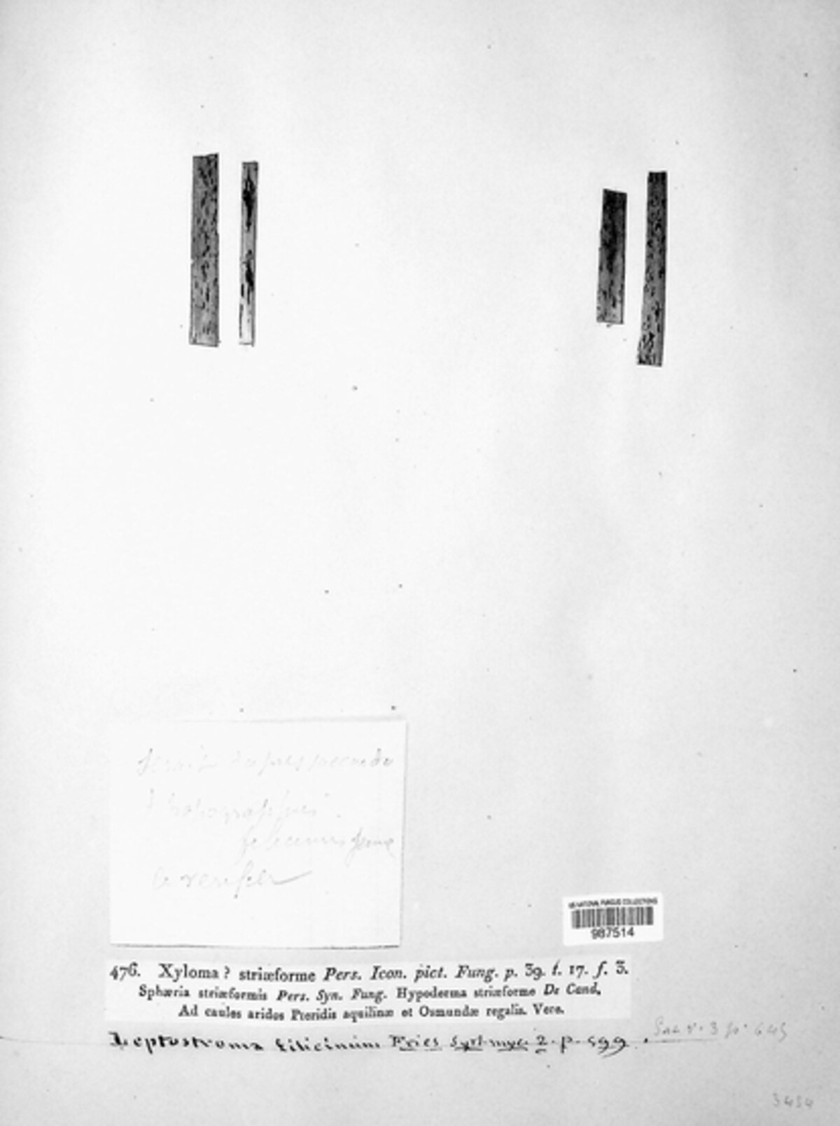 Diaporthe striiformis image